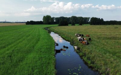 Traumhafte Grabenabschnitte in unserem Angelverein